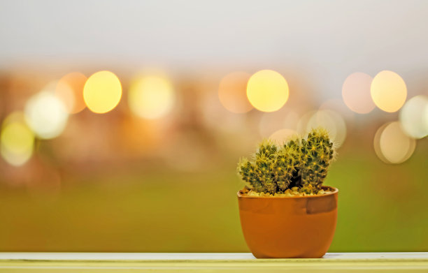 美丽的仙人掌和散景背景。图片下载