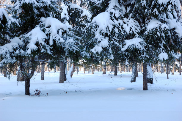 树下的雪图片下载