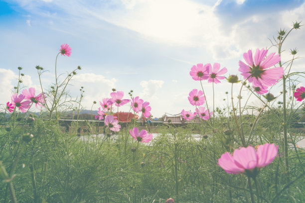 花园里的紫色，粉色，宇宙花。图片下载