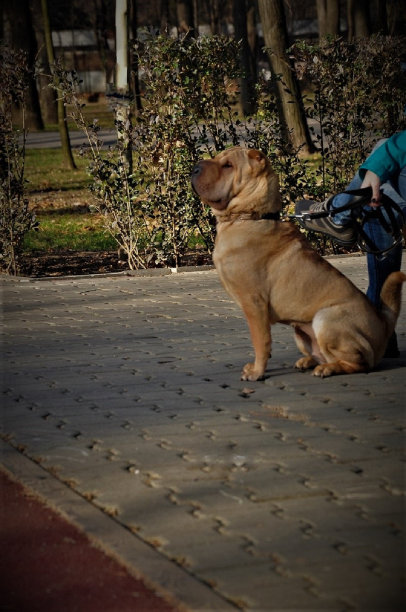 沙皮狗图片下载