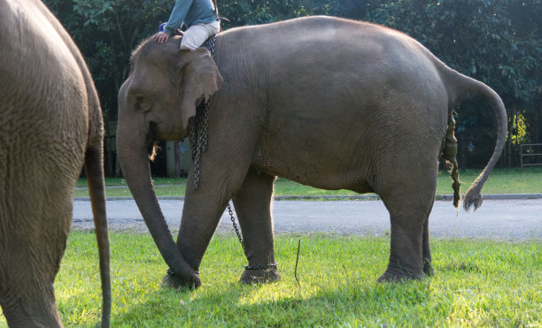 大象煞风景的图片下载