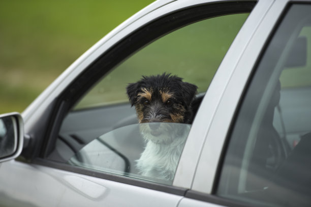 一只狗把头伸出了车窗图片下载
