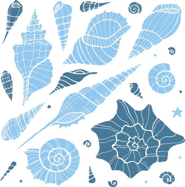 手绘涂鸦矢量贝壳。图片下载