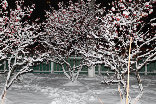 罗文冬天图片下载