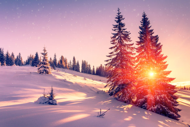冬天的风景。被雪覆盖的针叶树和日出时的雪花。素材图片