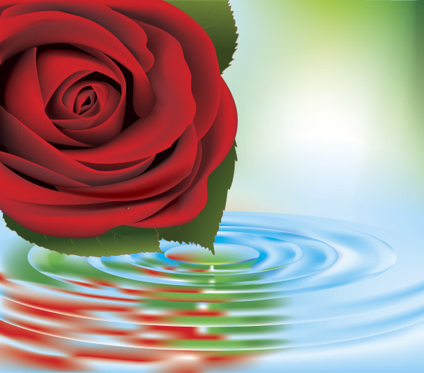 红玫瑰在水中图片下载