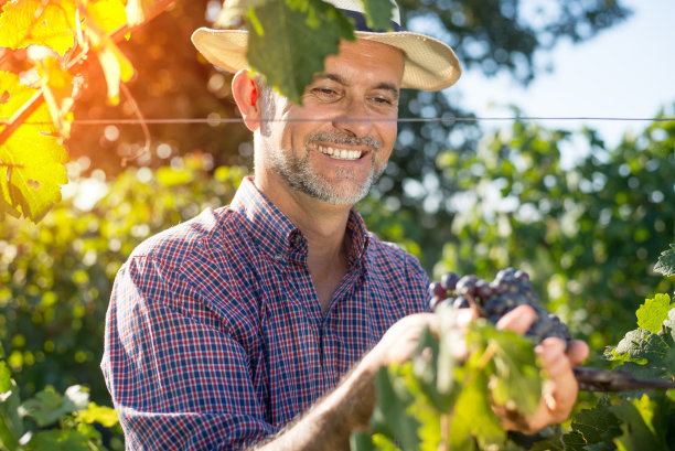 中年工人采摘成熟的葡萄图片下载