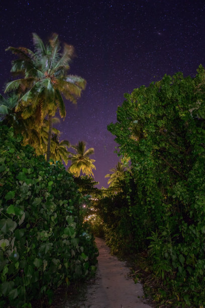 丛林中令人惊叹的道路夜景图片下载