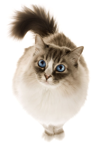 猫孤立在白色背景图片下载