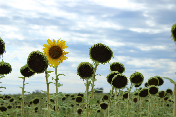 向日葵独特图片下载