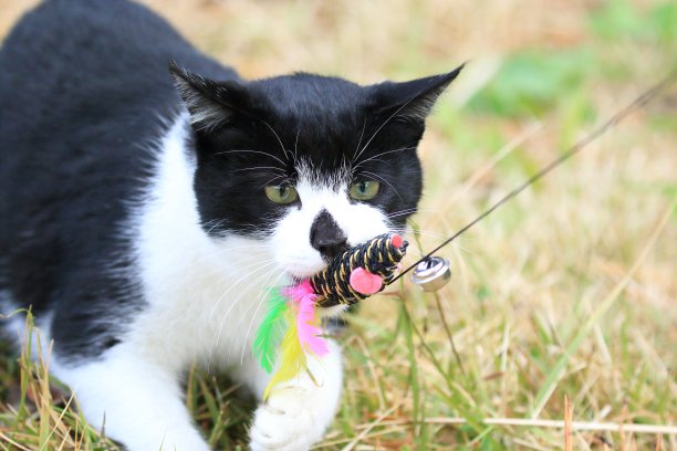 野猫在玩玩具图片下载