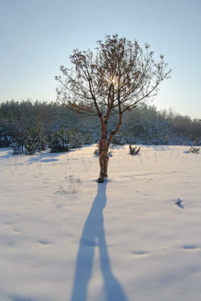 冬天的苏格兰松图片下载