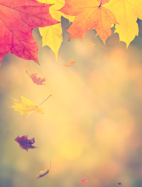 孤立的秋叶在复古风格图片下载