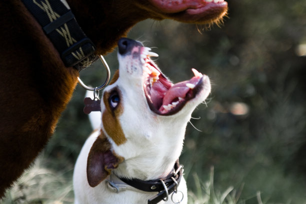 狗打架图片下载