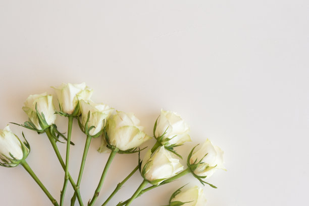 桌上放着奶油玫瑰图片下载