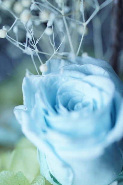 干蓝玫瑰花照片图片下载