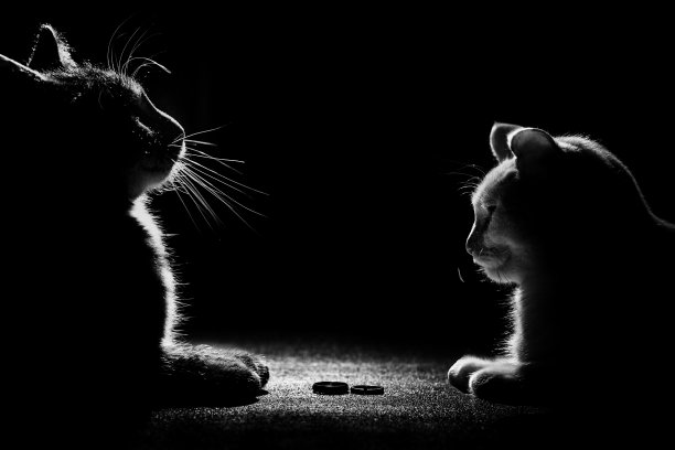 黑猫在玩结婚戒指图片下载