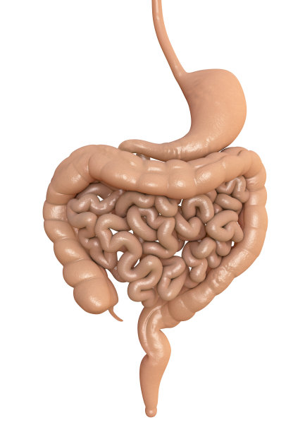 人类的消化系统图片下载