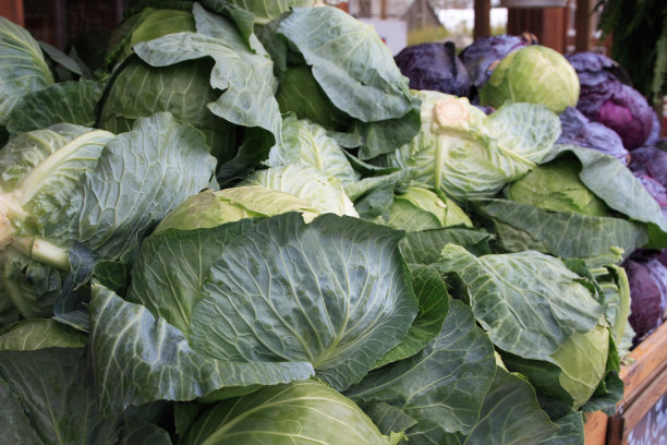 卷心菜图片下载