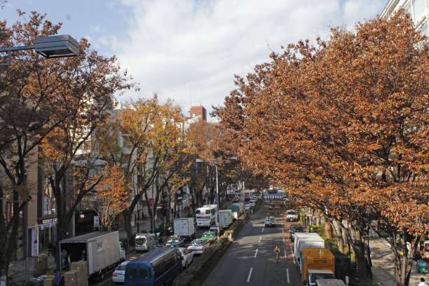 表参道　風景图片下载