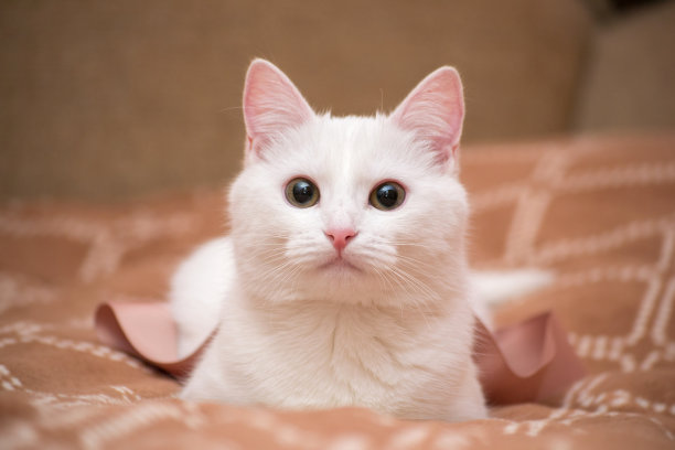 棕色毯子上的白猫。图片下载
