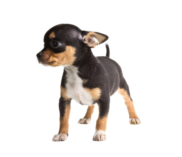 短毛吉娃娃小狗在一个白色的背景图片下载