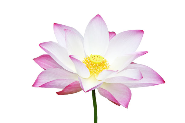 粉睡莲图片下载