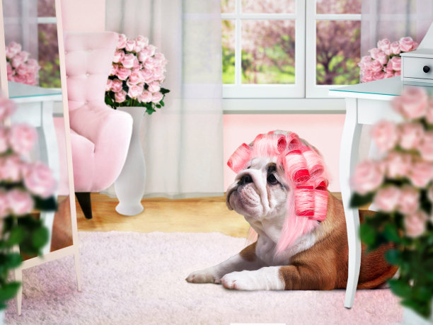 女厕所里穿着粉色卷发器的魅力狗狗图片下载