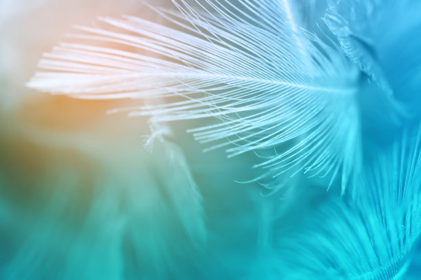 绿色、绿松石色和蓝色的鸡羽毛纹理背景素材图片