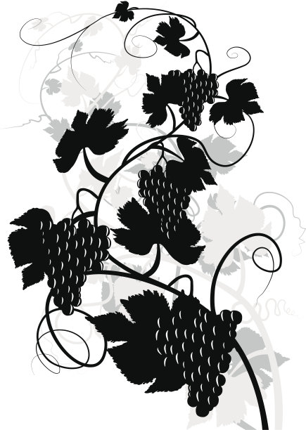 葡萄藤,葡萄树图片下载