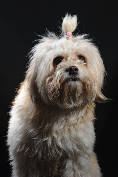 小白狗图片下载