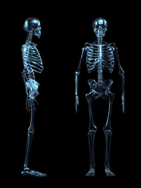 全人体骨骼X射线模式图片下载