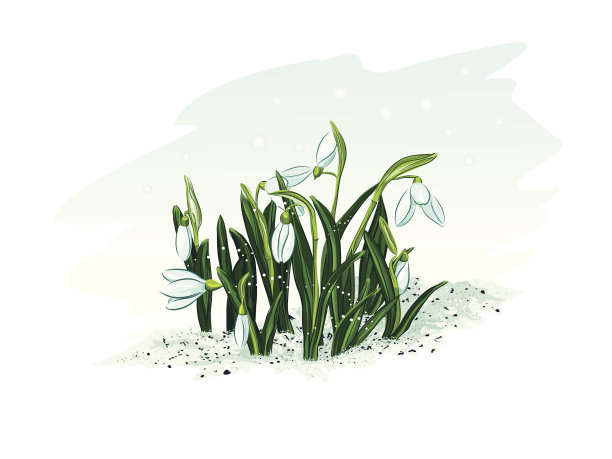 矢量插图的春天雪花莲在雪图片下载