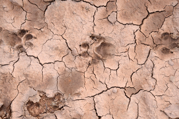 动物的足迹图片下载