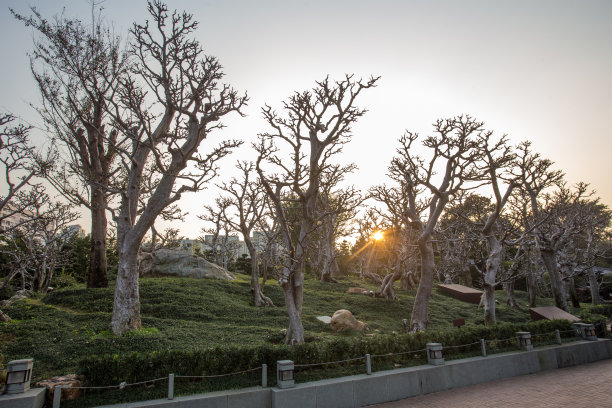 南莲花园。图片下载