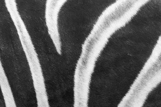 斑马毛皮纹理背景图片下载