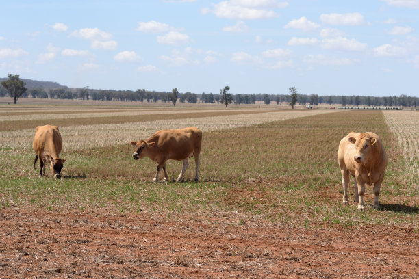 哺乳动物图片下载