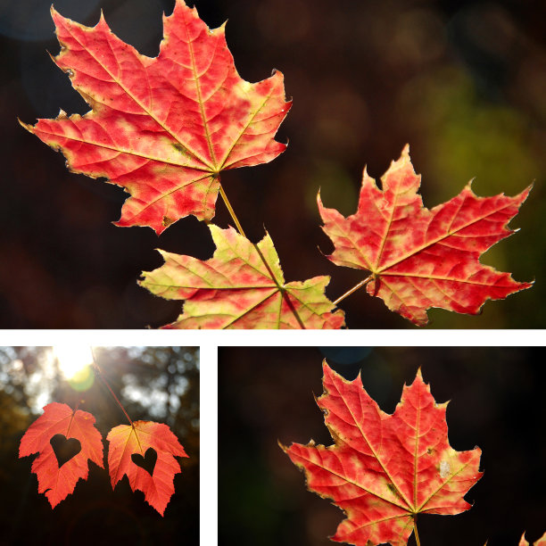 美丽的大学图片下载