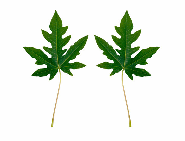 木瓜绿色图片下载