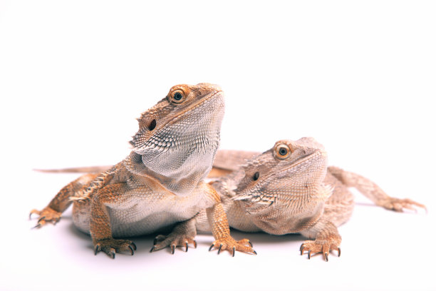 一对大胡子龙图片下载