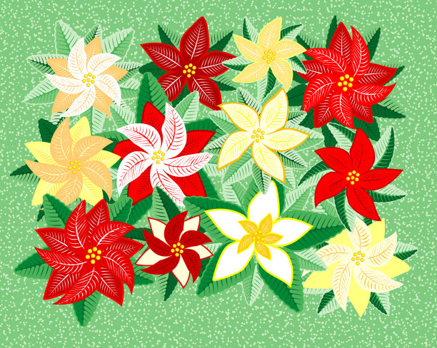 圣诞花图片下载