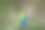 羽毛呈扇形展开的孔雀图片下载
