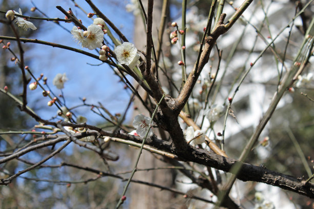 梅花图片下载