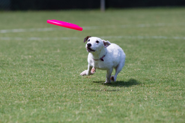 杰克罗素梗玩飞盘图片下载