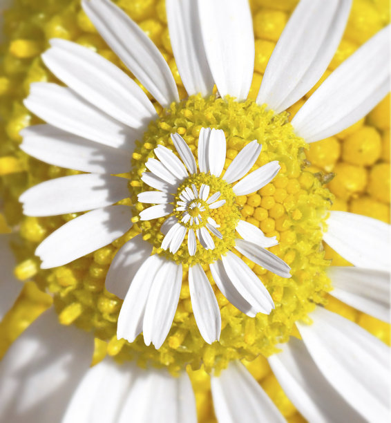 德罗斯特·黛西图片下载