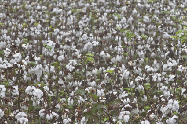 成熟棉花田图片下载