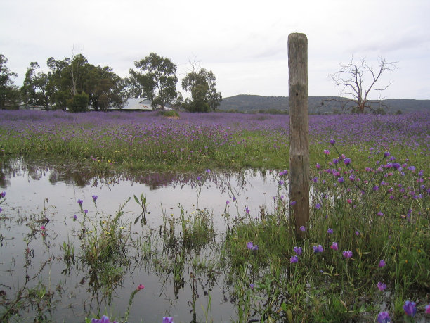 天鹅谷的花田图片下载