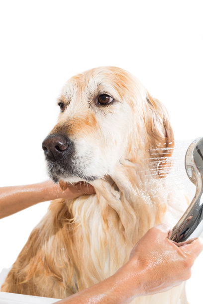 狗狗的卫生间图片下载