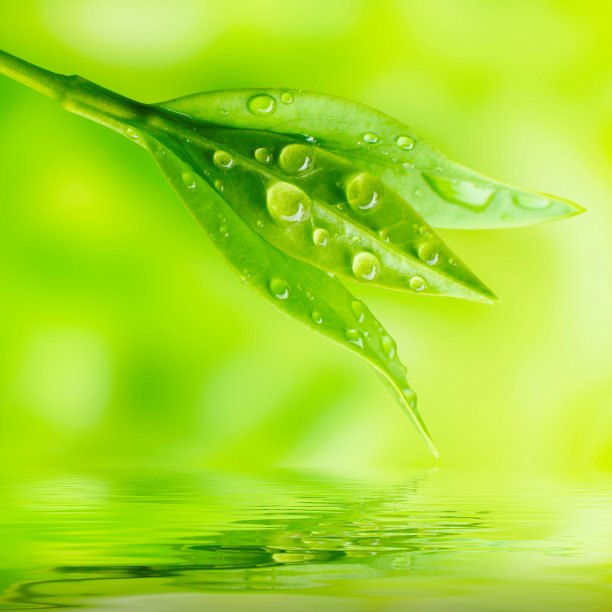 茶树(紫菜)。图片下载