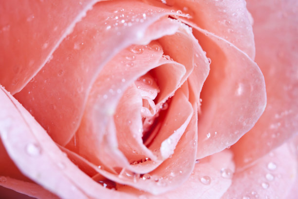 漂亮的粉色玫瑰图片下载